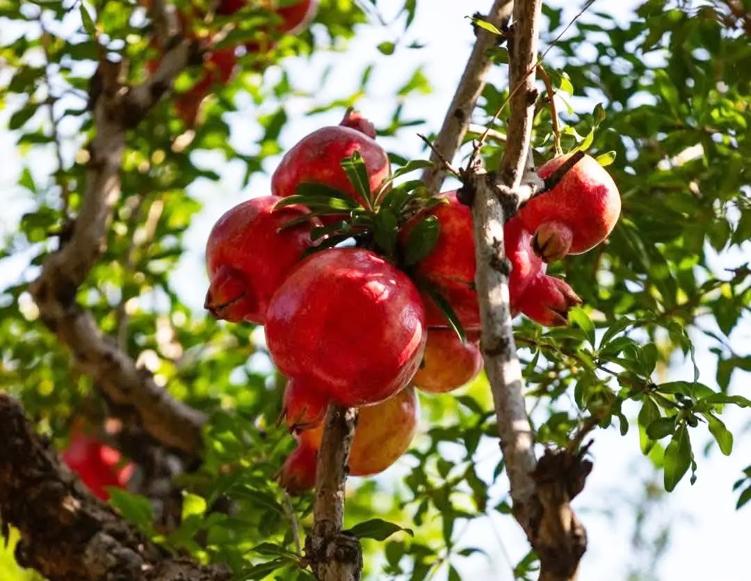 Tại sao người Trung Quốc thích trồng cây lựu trong nhà?