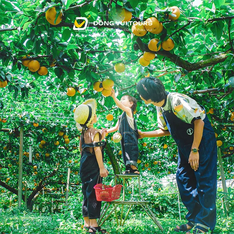 Mùa thu Nhật Bản - Ngọt lành trong từng quả chín